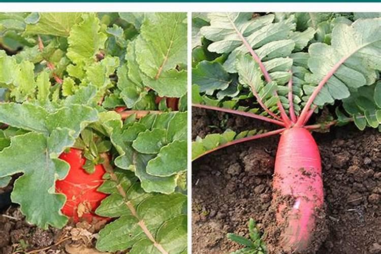 红萝卜什么时候种植最好