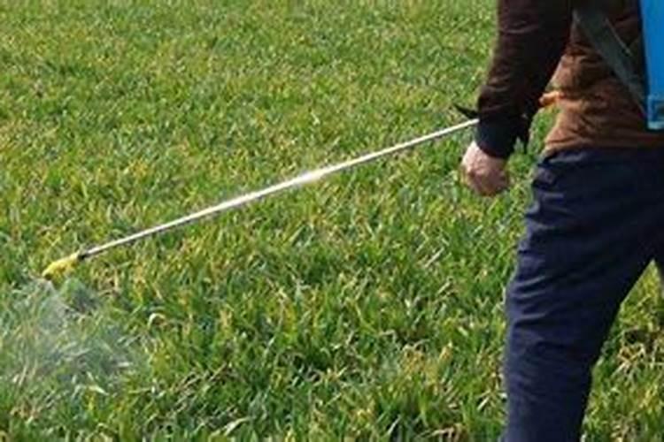 什么时间给油菜追肥