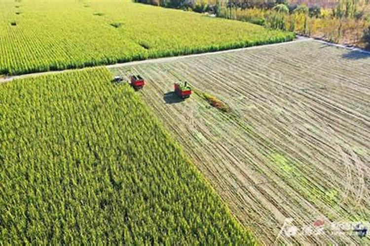 种玉米的行距和株距,种玉米需要什么肥料