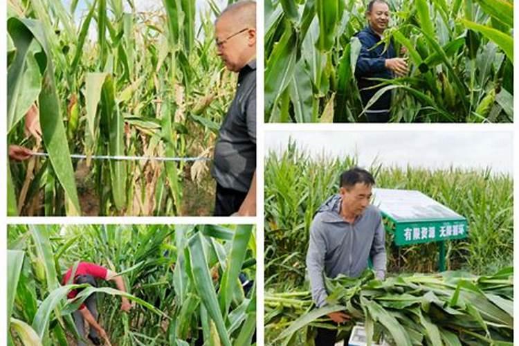 麦子如何利用光合作用获得有机物从而长大