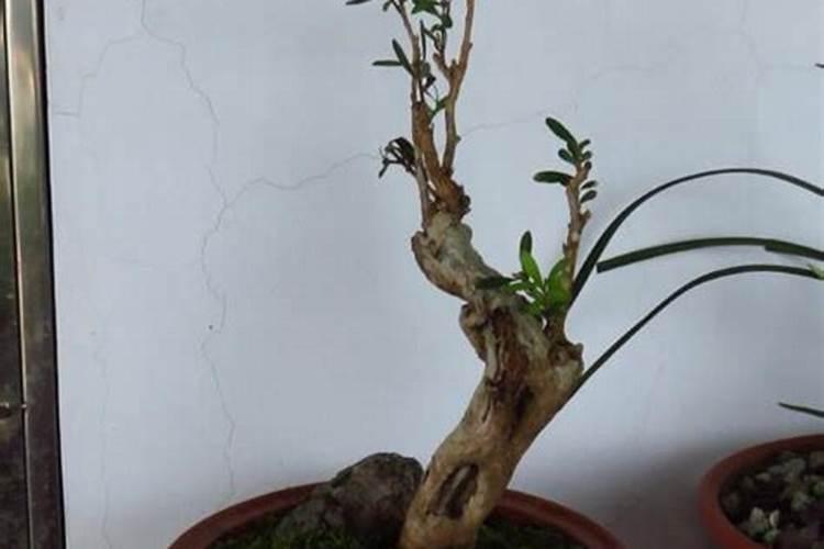 黄杨老桩上盆时间与养护方法