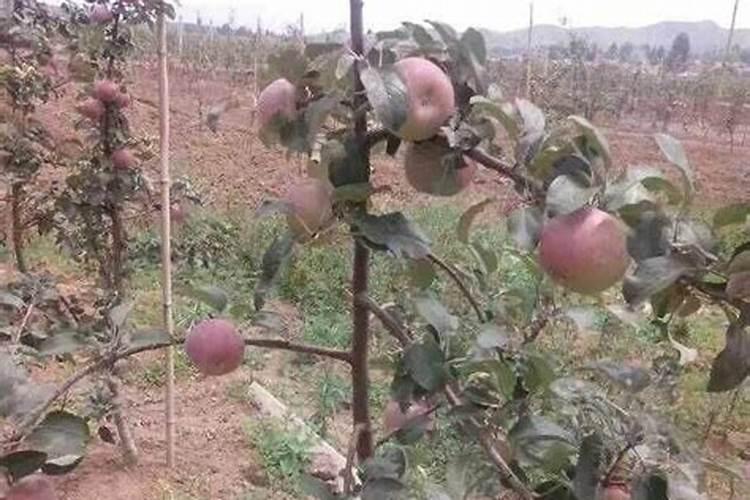 苹果树追肥用什么肥料好