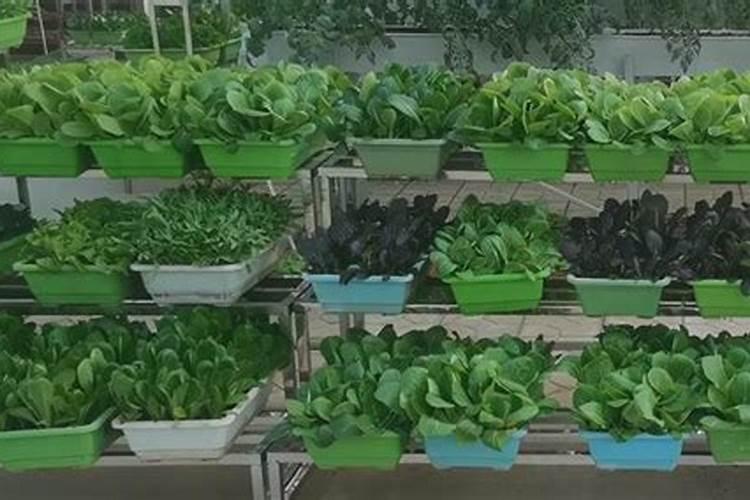 种青菜如何正确施肥