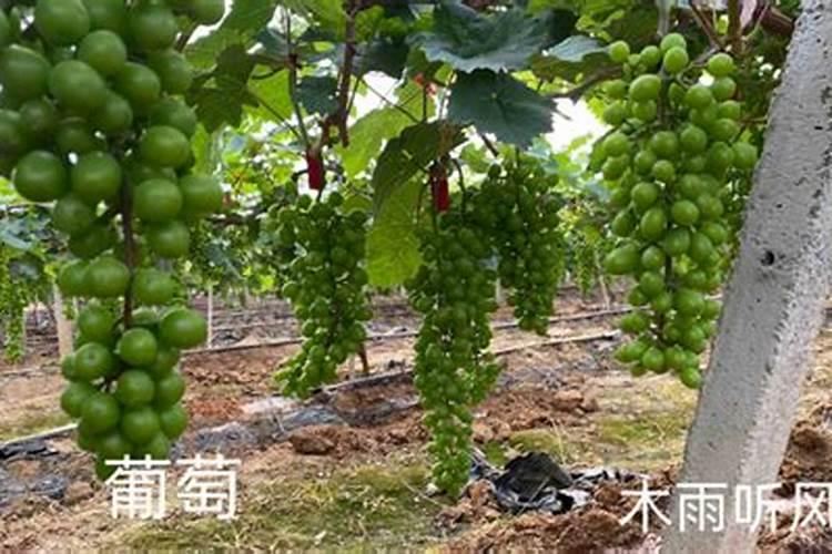 葡萄开花后怎么施肥