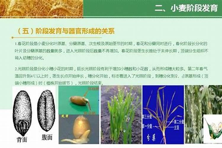 碳酸氢铵化肥长期闻人会死吗？