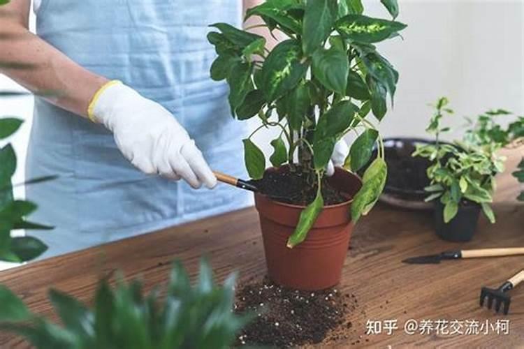 复合肥养花怎么使用正确