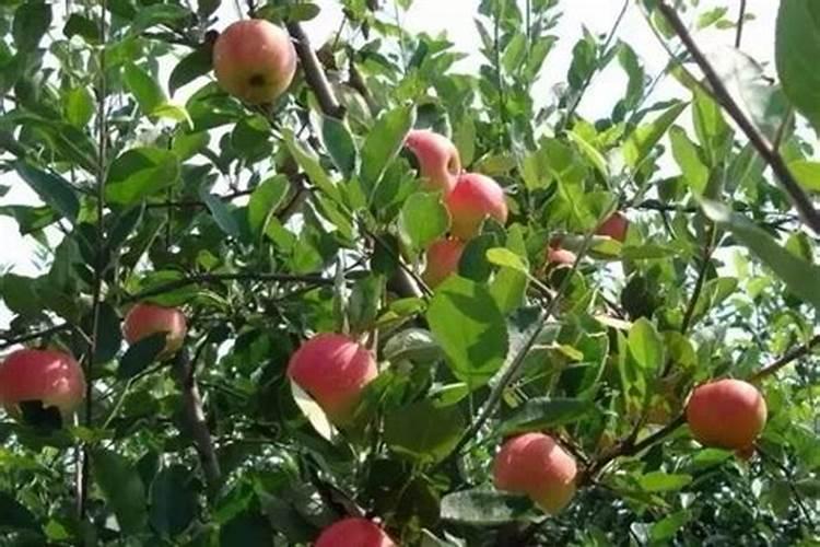 苹果树什么时间施肥好？苹果树膨果期施肥注意事项