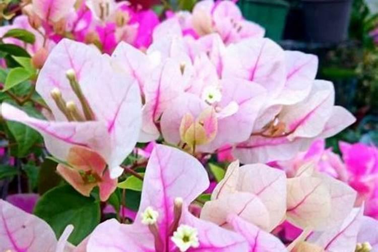 三角梅一年能开几次花