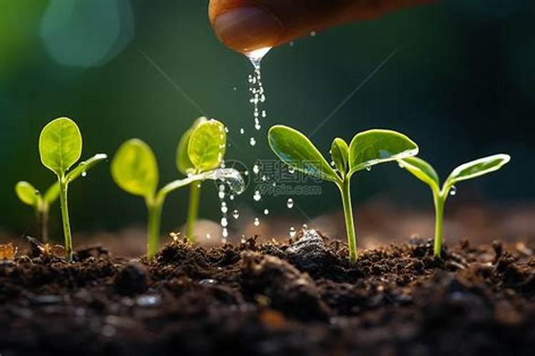 甘蓝用什么肥包心快