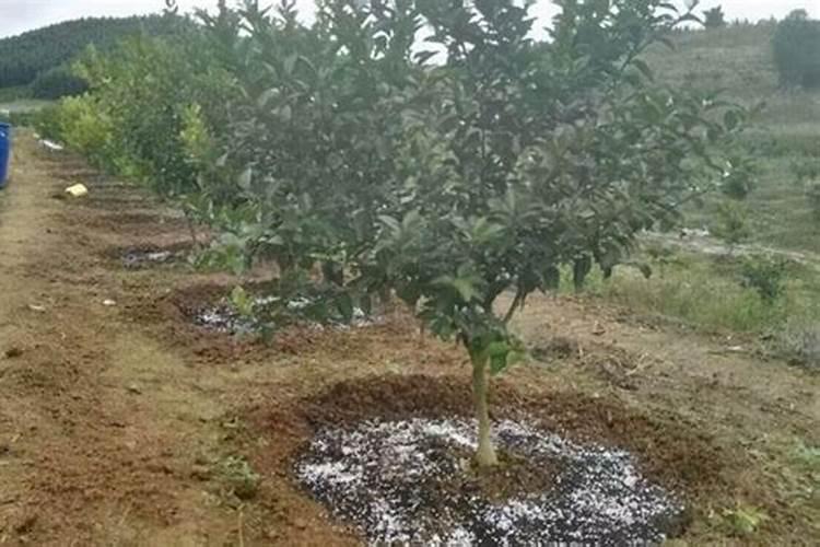 苹果树硼中毒怎么办