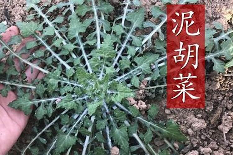 天然肥料有哪些