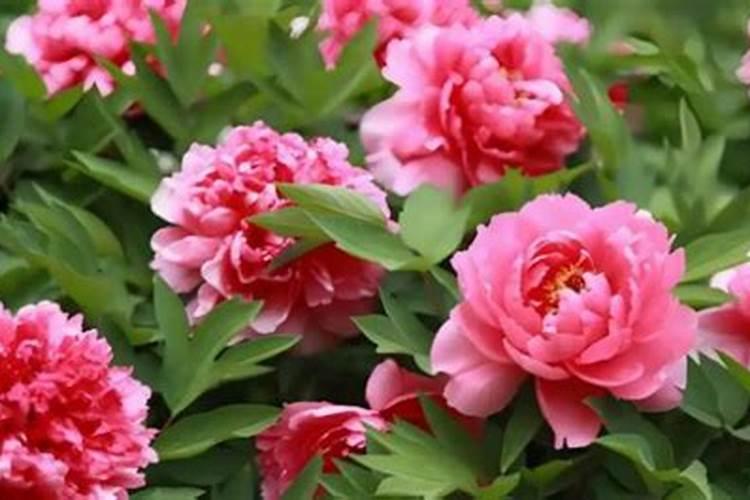 牡丹怎样种植成活率高