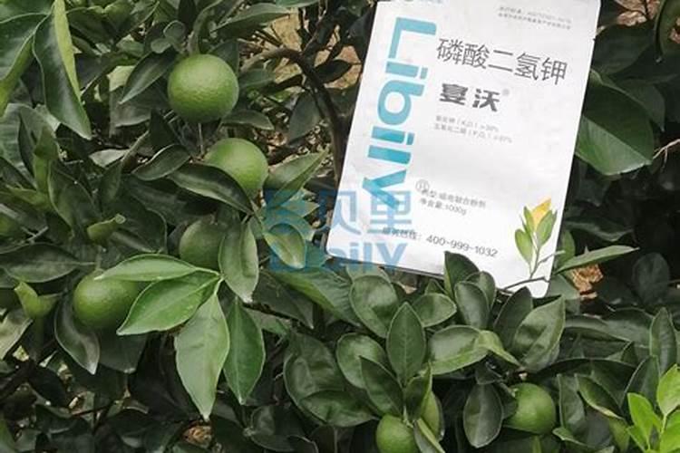家养桔子树施什么肥料