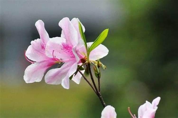 杜鹃花施什么肥最好