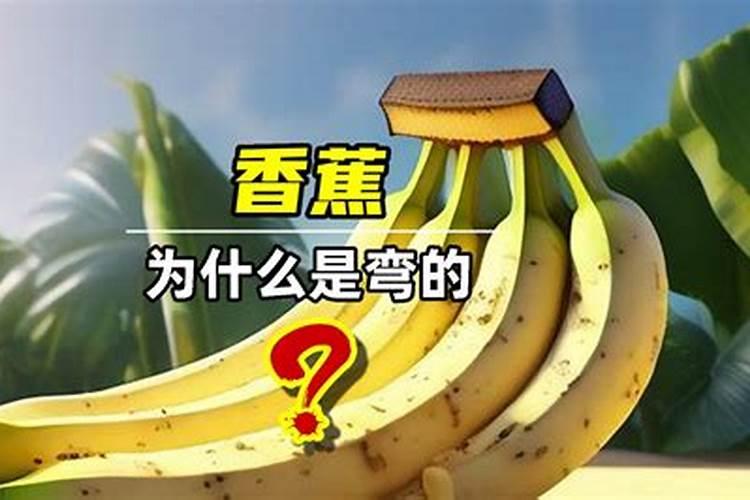 香蕉水肥一体化栽种方法研究