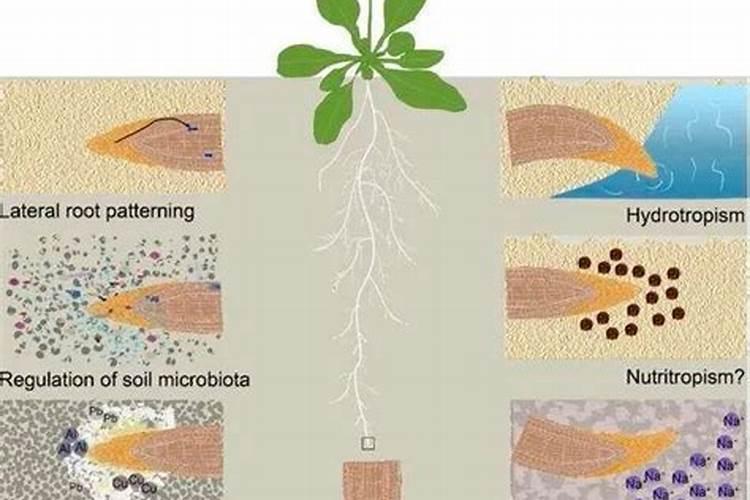 碳酸氢铵具有什么性