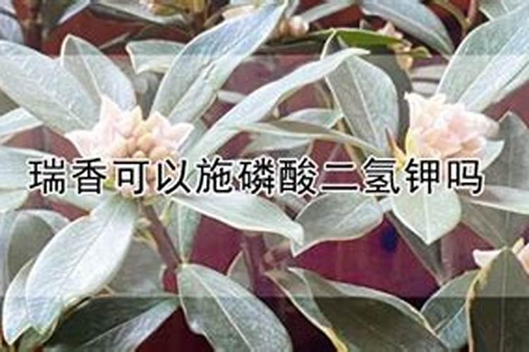 怎样养好金边瑞香花