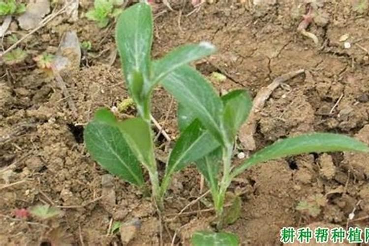 蔬菜叶面肥可以给苍术施肥吗？