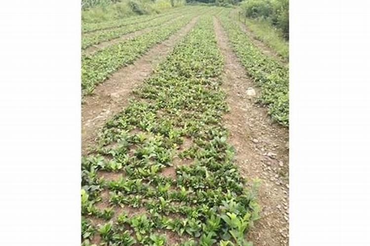 农博金草苍术种植施肥过多会造成营养过剩吗？