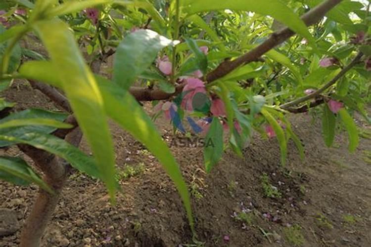 桃树施什么肥料桃子甜 如何施肥效果好