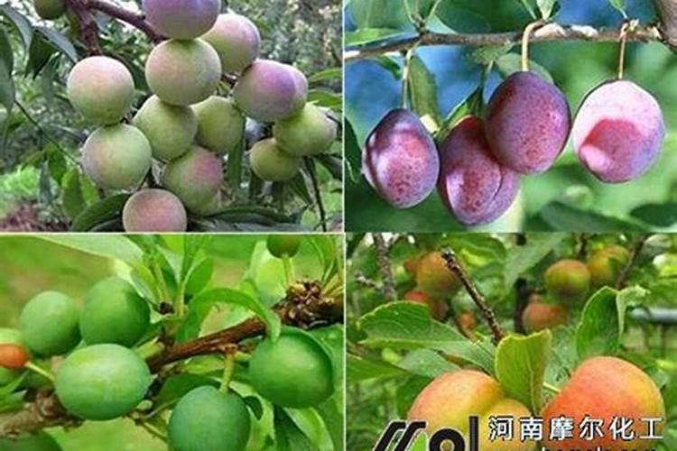 李树怎么施肥比较好 李树施肥时间和方法
