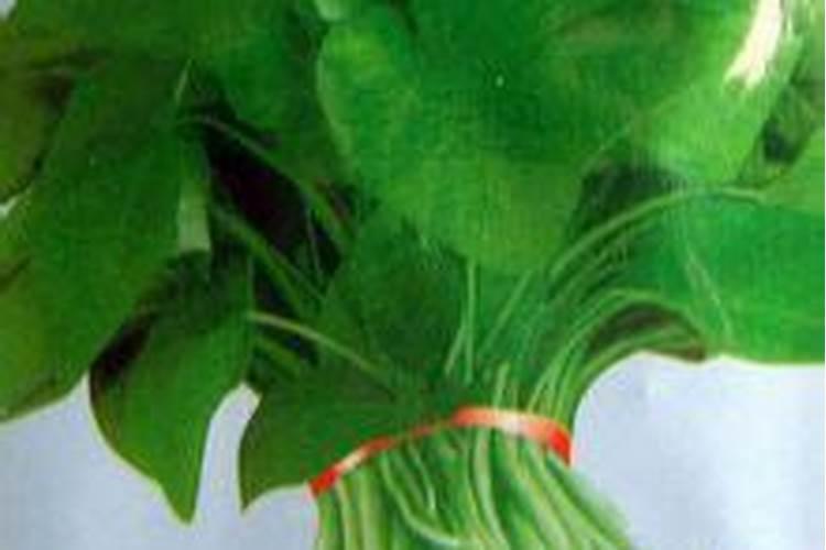 水藤菜环境条件