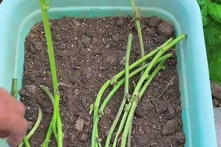 水藤菜的大棚栽培