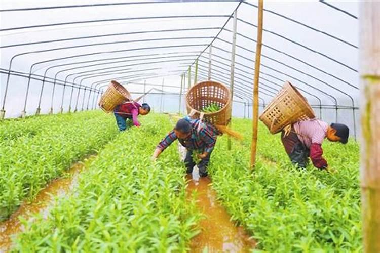 水藤菜环境条件