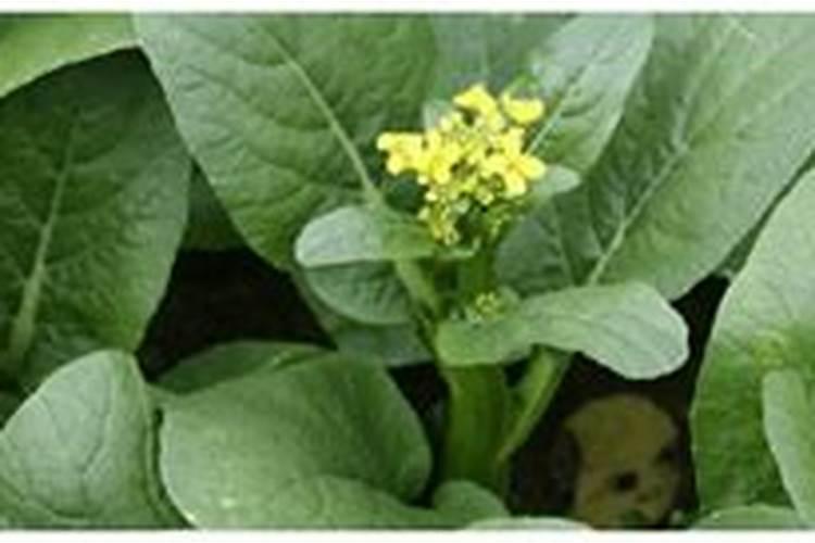 如何预防水藤菜烂根死？