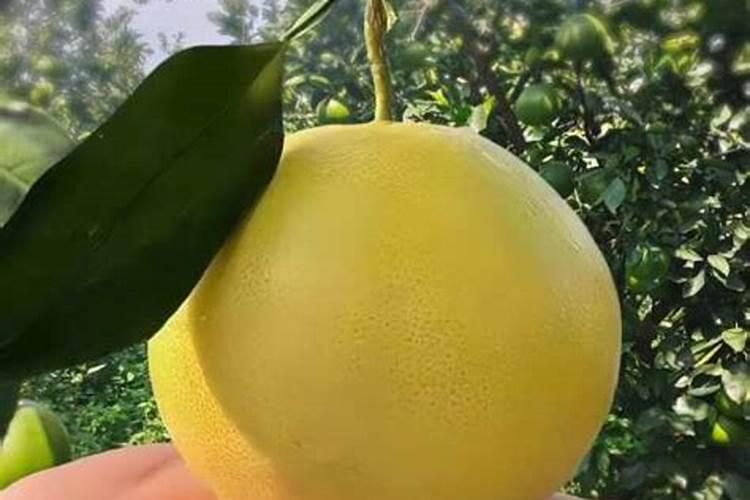 谁知道用什么肥料才能让花长得更快,更好呢