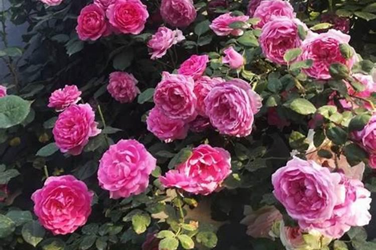 月季花苞期施什么肥