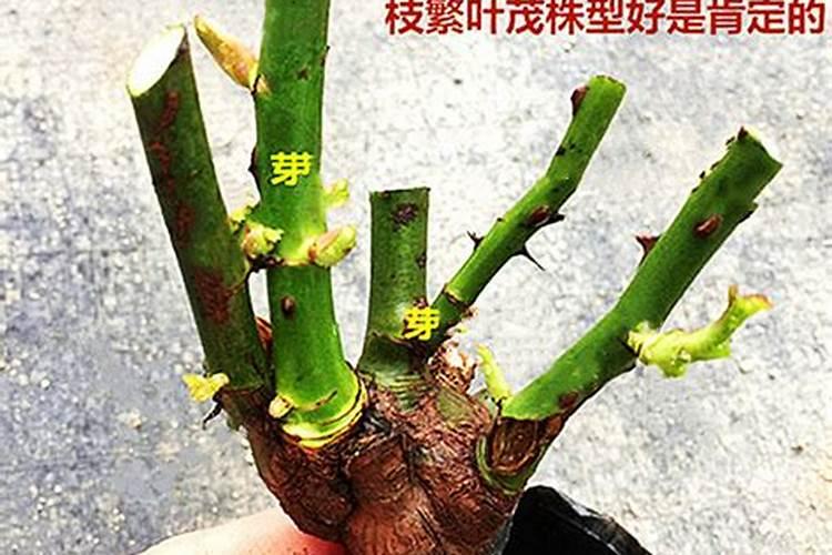 玫瑰老桩买回来怎么种