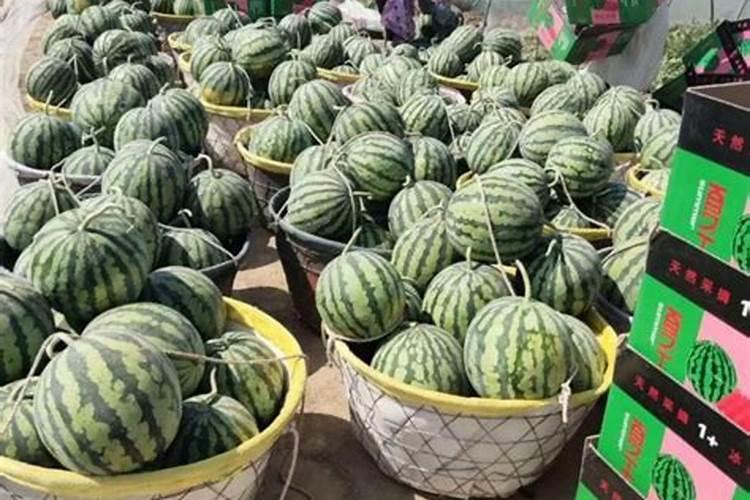 西瓜挂果后施什么肥,挂果后怎么浇水