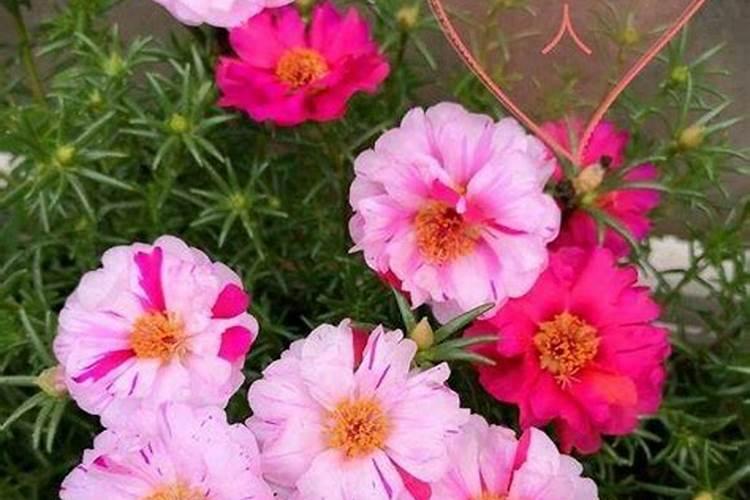 太阳花施什么肥比较好,主要以磷肥为主