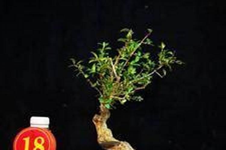 桂花的新叶刚长出来就开始叶尖发黄干枯,是什么原因？怎么防止处理？