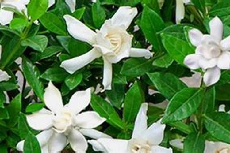 栀子花掉花苞是怎么回事