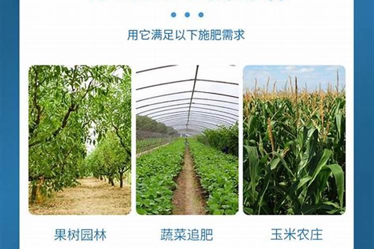 花叶络石好养吗 养殖方法和养护要点