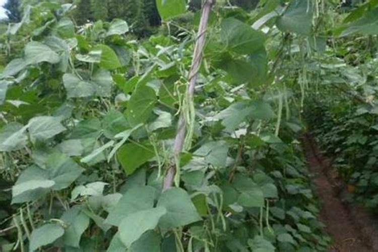 种植四季豆提高产量的施肥技巧有哪些四季豆应该怎么养殖