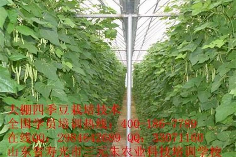 现在用大棚种植茄子、辣椒和四季豆该怎么施肥
