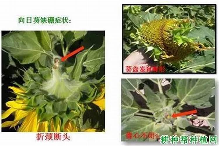 如何掌握向日葵施用硼肥技术？
