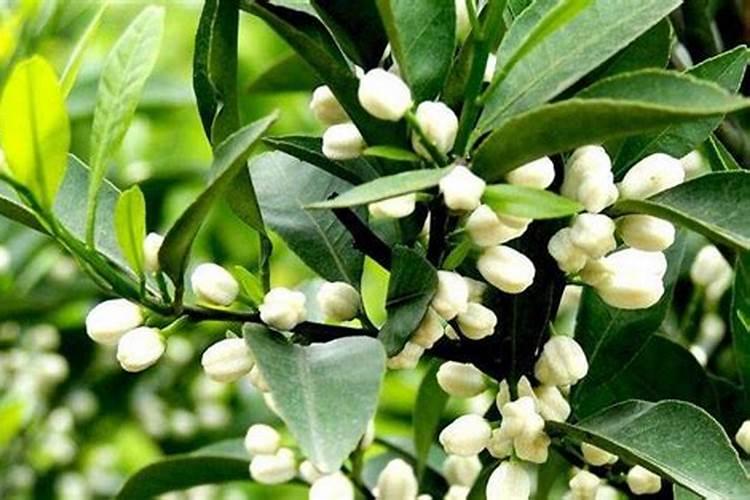 果树缺硼保花保果难,为什么用了很多硼肥,可效果总不好？