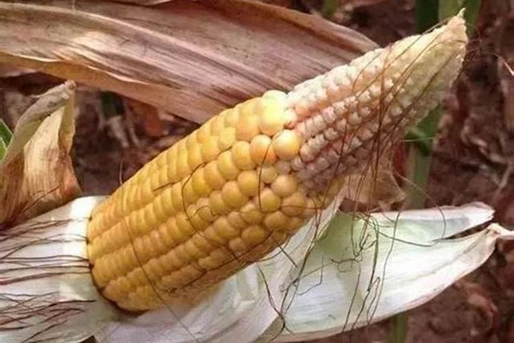 什么是玉米缺磷症？应该如何识别和预防玉米缺磷症？