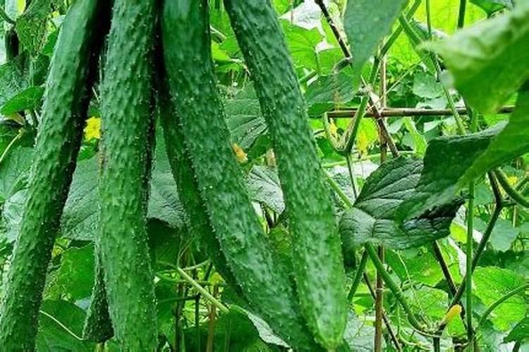 种黄瓜用什么肥料好