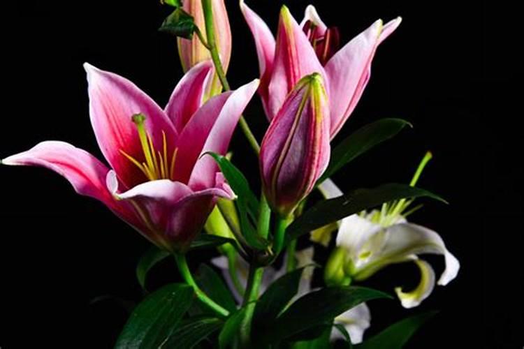 百合花开花后怎么处理,4个要点教你开花后处理方法