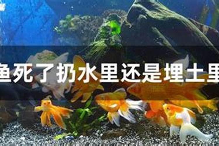 死鱼可以埋土里当底肥种丝瓜吗