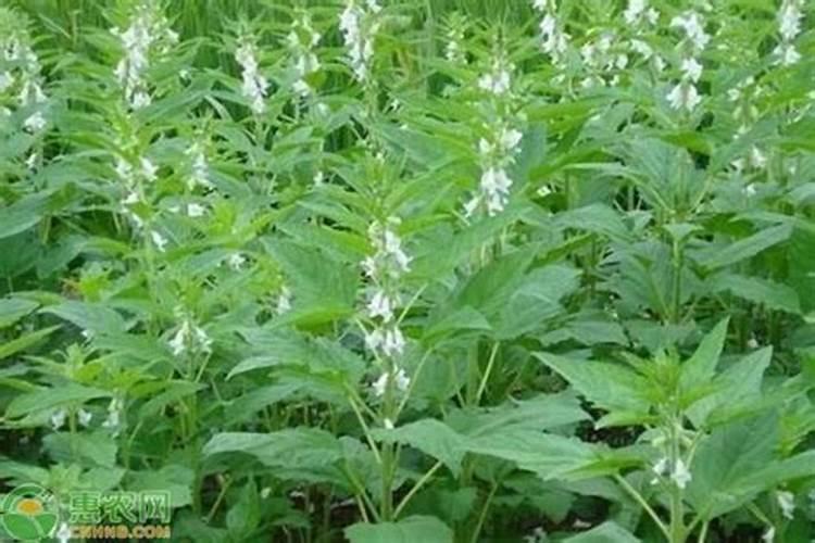 芝麻追肥用什么肥料好