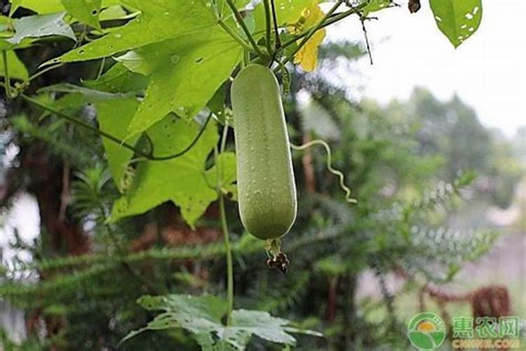 丝瓜怎么种才直 丝瓜如何种植好