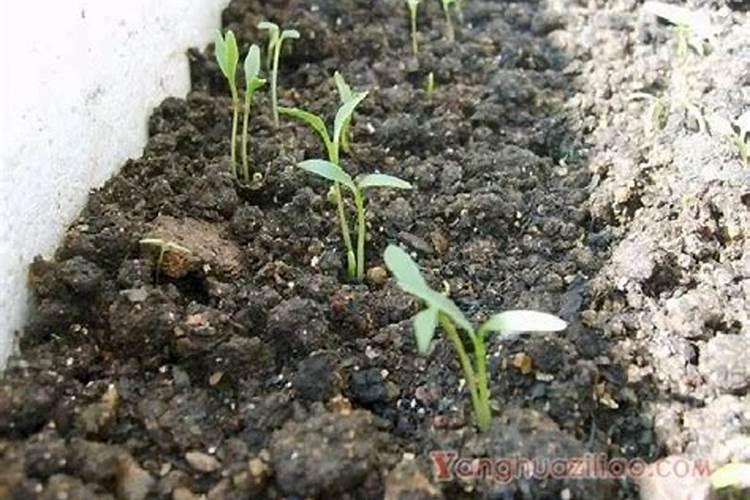 伏天香菜的种植方法
