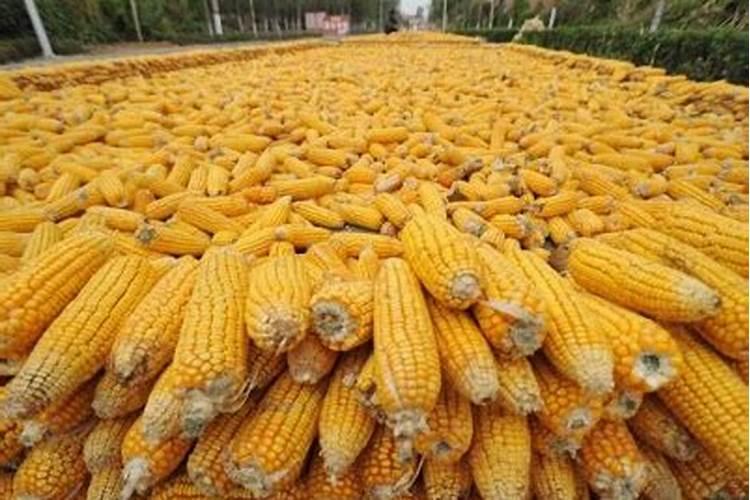 红四方玉米专用复合肥多少钱一吨？