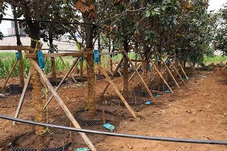 茶苗移栽多久可以施肥